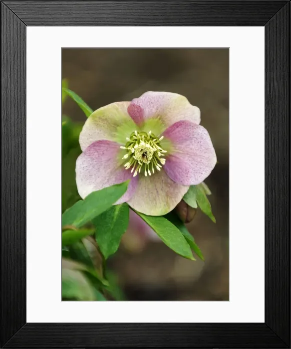 Framed Print : Helleborus orientalis Red x Pink - a hybrid variant on the original orientalis. Hellebores are hardy perennials and grow well in shade and semi-shade Framed Print : Helleborus orientalis Red x Pink - a hybrid variant on the original orientalis. Hellebores are hardy perennials and grow well in shade and semi-shade