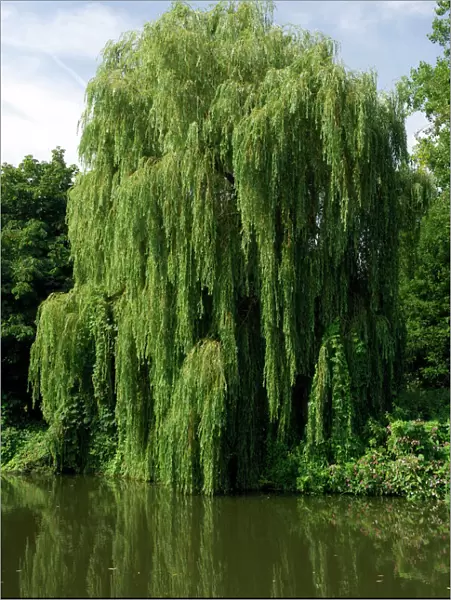 This Weeping Willow was found on a tributary of the Medway, near Tonbridge, Kent, UK. August
