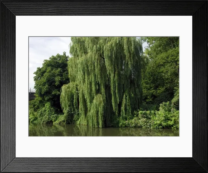 Framed Print : This Weeping Willow was found on a tributary of the Medway, near Tonbridge, Kent Framed Print : This Weeping Willow was found on a tributary of the Medway, near Tonbridge, Kent