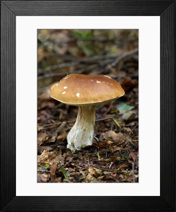 Framed Print : The Brown Birch Bolete is quite common in birch woodland during summer to autumn season. It is edible but not worthwhile