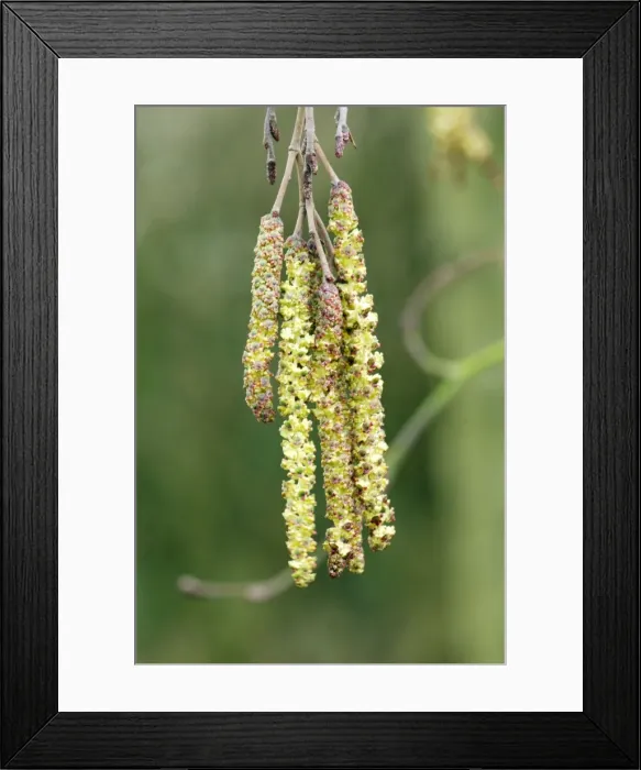 Framed Print : Grey Alder - This tree is seldom seen in gardens, more likely in town parks. Fast growing even on dry soils, so valuable for derelict sites. January Framed Print : Grey Alder - This tree is seldom seen in gardens, more likely in town parks. Fast growing even on dry soils, so valuable for derelict sites. January