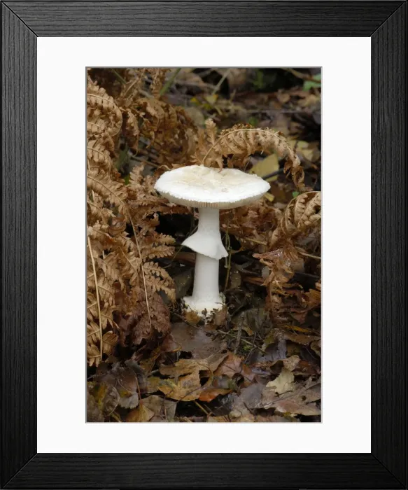 Framed Print : False Death Cap - Nap Wood Nature Reserve, East Sussex (NT) Habitat in deciduous or coniferous woods. Edible, but not worthwhile. October Framed Print : False Death Cap - Nap Wood Nature Reserve, East Sussex (NT) Habitat in deciduous or coniferous woods. Edible, but not worthwhile. October