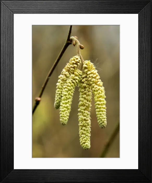 Framed Print : Catkins from Common Hazel - The Common Hazel can hardly be called a tree, although it can grow to around 6m. Often coppiced to allow wild flowers and nightingales to prosper. This shot shows the male catkin in January. Kent garden Framed Print : Catkins from Common Hazel - The Common Hazel can hardly be called a tree, although it can grow to around 6m. Often coppiced to allow wild flowers and nightingales to prosper. This shot shows the male catkin in January. Kent garden