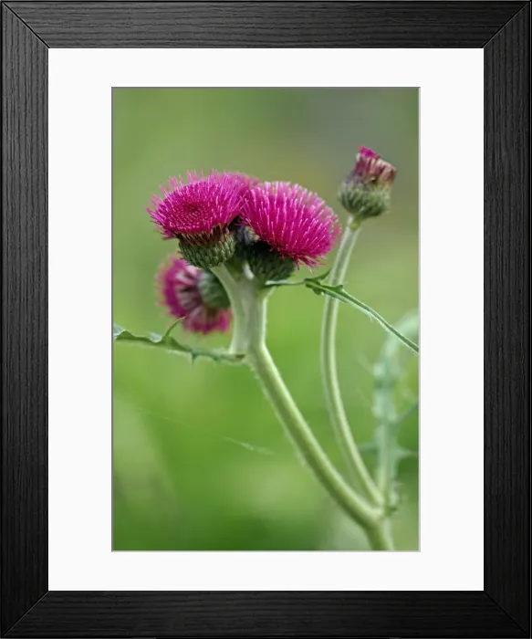 Framed Print : An erect herbaceous perennial flowering mid summer. Devon garden, UK Framed Print : An erect herbaceous perennial flowering mid summer. Devon garden, UK