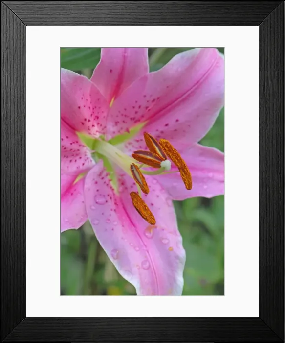 Framed Print : Flower head of Lilium Sorbonne - An interesting cultivar of the bulbous perennial splashed with spots and contrasting pollen-bearing anthers. East Sussex garden in July Framed Print : Flower head of Lilium Sorbonne - An interesting cultivar of the bulbous perennial splashed with spots and contrasting pollen-bearing anthers. East Sussex garden in July
