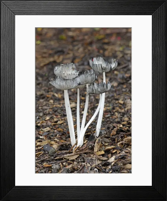 Framed Print : Coprinus lagopus - Habitat - on leaf litter or soil in shady woods - less frequently in fields. Edible but not worthwhile. October. Nap Wood Nature Reserve, East Sussex, UK. (NT) Framed Print : Coprinus lagopus - Habitat - on leaf litter or soil in shady woods - less frequently in fields. Edible but not worthwhile. October. Nap Wood Nature Reserve, East Sussex, UK. (NT)