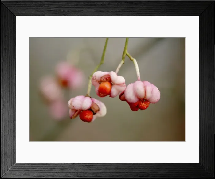 Framed Print : Euonymus europaeus - In early autumn the fruits split to reveal orange seeds. This deciduous shrub is grown for its eye-catching scarlet leaves. East Sussex garden UK - October Framed Print : Euonymus europaeus - In early autumn the fruits split to reveal orange seeds. This deciduous shrub is grown for its eye-catching scarlet leaves. East Sussex garden UK - October