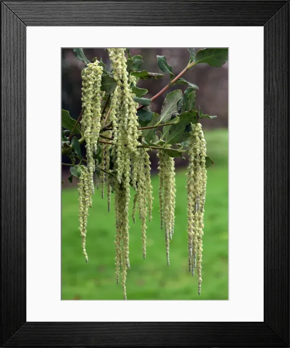 Framed Print : Silver-green catkins composed of tiny flowers on this male plant. Kent garden - UK. February Framed Print : Silver-green catkins composed of tiny flowers on this male plant. Kent garden - UK. February
