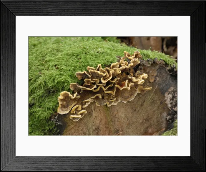 Framed Print : Bracket fungus - Habitat - on fallen stumps. logs and fallen branches of deciduous trees. Common. Not edible. October. Roundshill Park Wood, Kent. UK Framed Print : Bracket fungus - Habitat - on fallen stumps. logs and fallen branches of deciduous trees. Common. Not edible. October. Roundshill Park Wood, Kent. UK