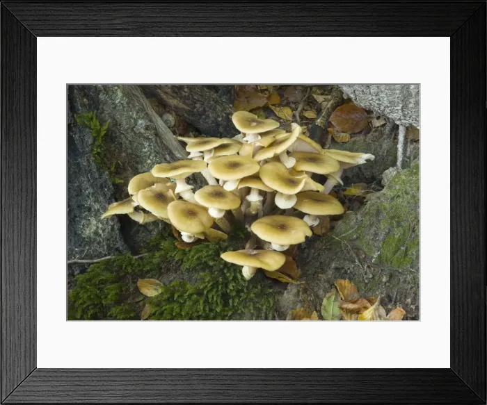 Framed Print : Honey Fungus / Boot-lace Fungus, found in dense clusters on or around trunks or stumps of deciduous trees. This is one of the most dangerous parasites of trees. causing intensive white rot. and ultimately death Framed Print : Honey Fungus / Boot-lace Fungus, found in dense clusters on or around trunks or stumps of deciduous trees. This is one of the most dangerous parasites of trees. causing intensive white rot. and ultimately death