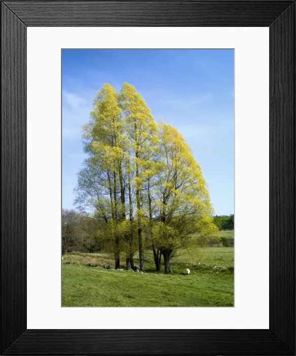 Framed Print : Black Italian Poplars. These majestic trees with golden leaf cover were seen on one of the walks in the Kentish countryside May Framed Print : Black Italian Poplars. These majestic trees with golden leaf cover were seen on one of the walks in the Kentish countryside May