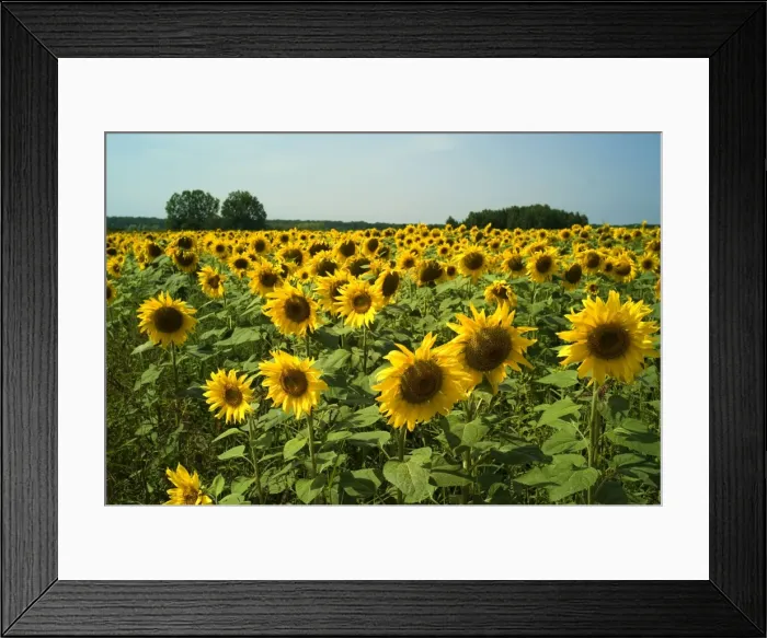 Framed Print : Sunflowers in France are usually finished by end July, but it was interesting to discover a crop of shorter stemmed, smaller headed sunflowers in mid September. Tourain District Framed Print : Sunflowers in France are usually finished by end July, but it was interesting to discover a crop of shorter stemmed, smaller headed sunflowers in mid September. Tourain District