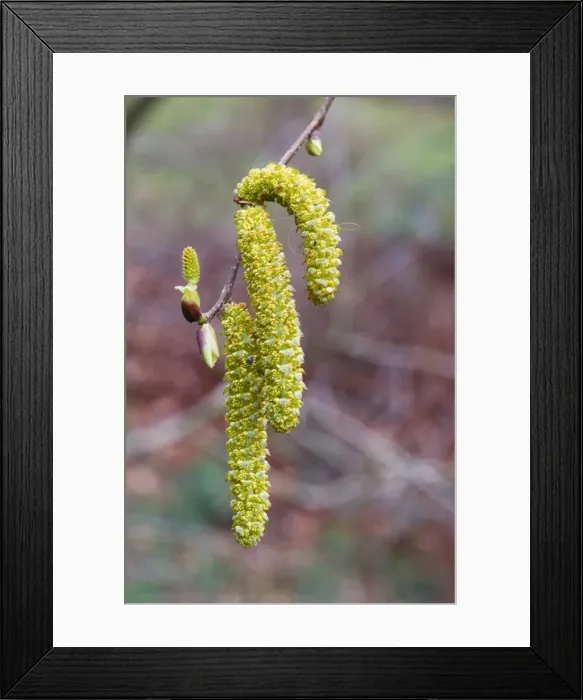 Framed Print : Alder - male catkins Framed Print : Alder - male catkins
