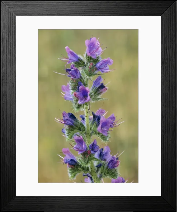 Framed Print : Viper's Bugloss Kent, UK Framed Print : Viper's Bugloss Kent, UK