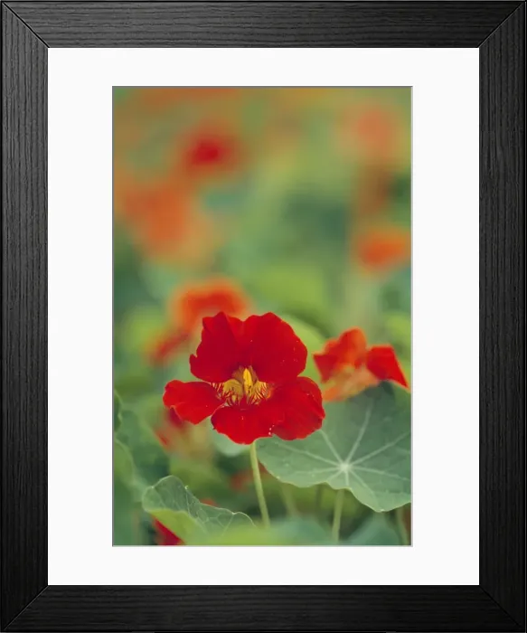 Framed Print : Nasturtium Flower Kew Gardens, UK Framed Print : Nasturtium Flower Kew Gardens, UK