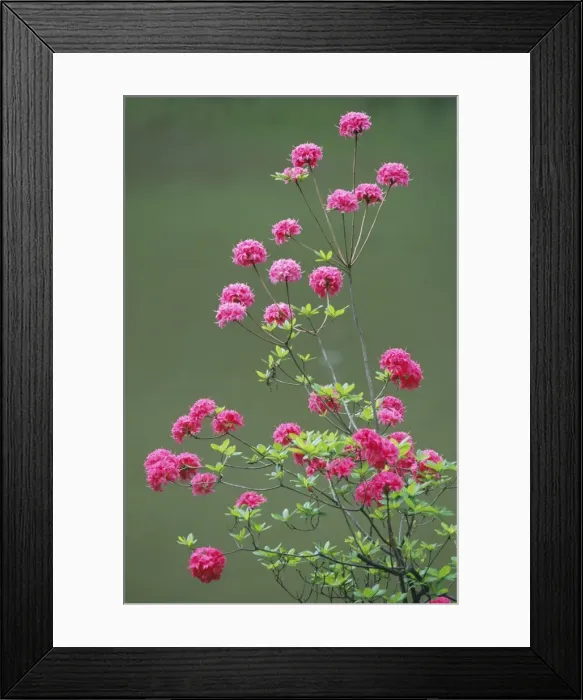 Framed Print : Young Azalea - shrub growing at lakside UK Framed Print : Young Azalea - shrub growing at lakside UK
