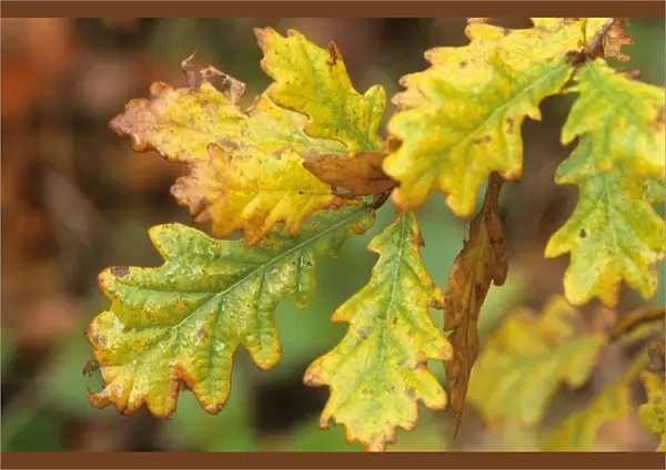 Oak - leaves changing colour