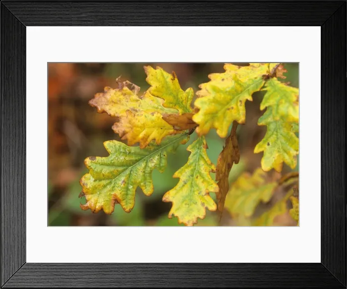 Framed Print : Oak - leaves changing colour Framed Print : Oak - leaves changing colour