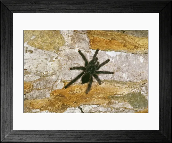 Framed Print : Pink-toed / Orange tipped Tarantula Spider Framed Print : Pink-toed / Orange tipped Tarantula Spider