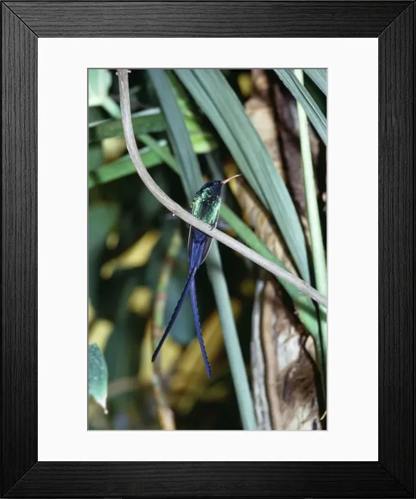 Framed Print : Streamer-Tailed / Doctor Hummingbird Endemic to Jamaica Framed Print : Streamer-Tailed / Doctor Hummingbird Endemic to Jamaica