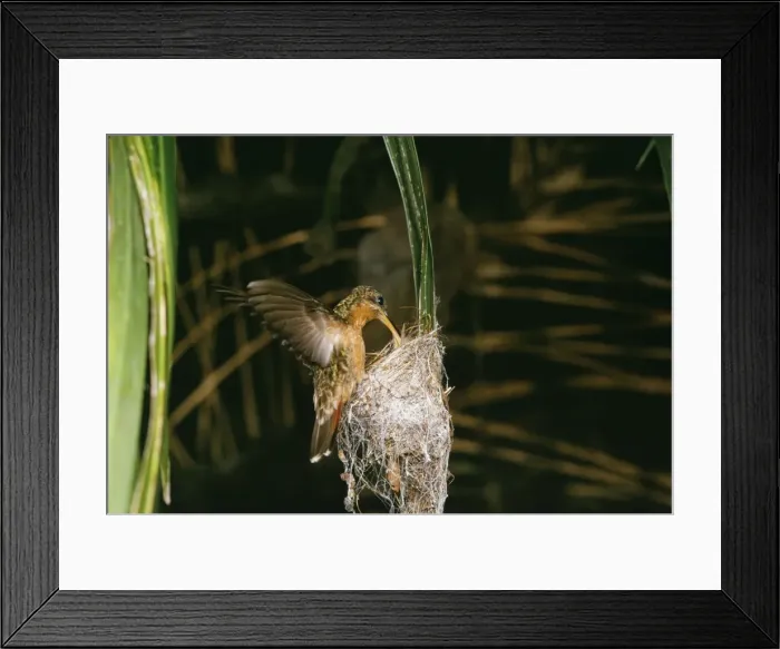 Framed Print : Rufous-breasted Hermit Hummingbird Framed Print : Rufous-breasted Hermit Hummingbird
