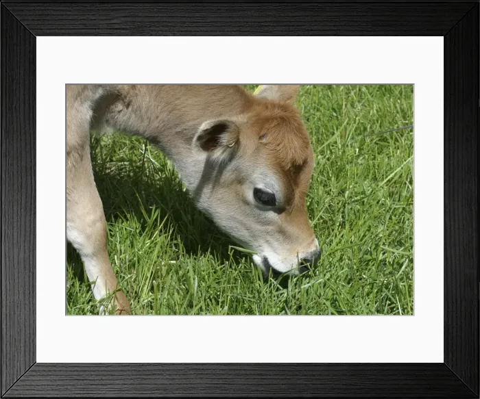 Framed Print : Jersey calf Grazing On a Waikato dairy farm, New Zealand Framed Print : Jersey calf Grazing On a Waikato dairy farm, New Zealand