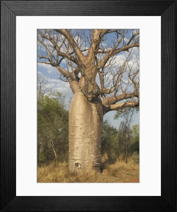 Framed Print : Baobab Tree - Known as Boab Tree in Australia where it is the only species. Named after the explorer A. C. Gregory. All leaves are shed in the dry season. The large white flowers occur in the wet season Framed Print : Baobab Tree - Known as Boab Tree in Australia where it is the only species. Named after the explorer A. C. Gregory. All leaves are shed in the dry season. The large white flowers occur in the wet season