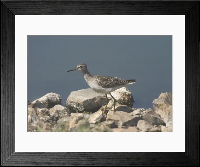 Framed Print : Wood Sandpiper An uncommon migrant from arctic Russia usually found inland, around lakes, wetlands, sewage ponds and farm dams. Photographed at Kupungarri sewage ponds, Kimberleys, western Australia