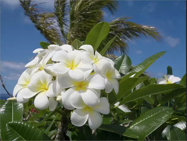 Frangipani flowers On Lifou Island one of the Loyalty Islands east of New Caledonia
