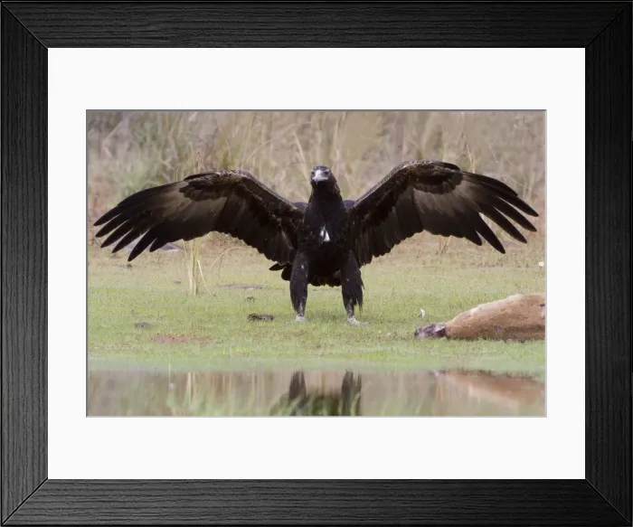 Framed Print : Wedge-tailed Eagle about to eat an Agile Wallaby (Macropus agilis) Reasonably common throughout most of Australia. Near the Gibb River Road, Kimberley, Western Australia Framed Print : Wedge-tailed Eagle about to eat an Agile Wallaby (Macropus agilis) Reasonably common throughout most of Australia. Near the Gibb River Road, Kimberley, Western Australia