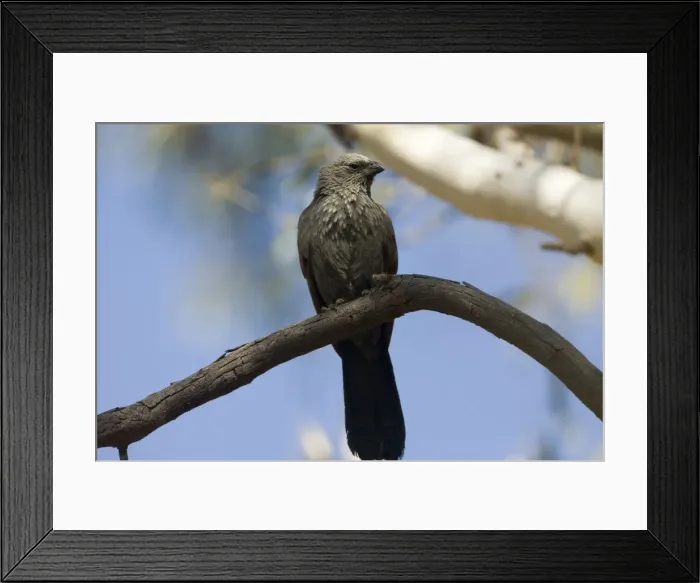 Framed Print : Apostlebird In Hattah Kulkyne National Park, Victoria, Australia Framed Print : Apostlebird In Hattah Kulkyne National Park, Victoria, Australia