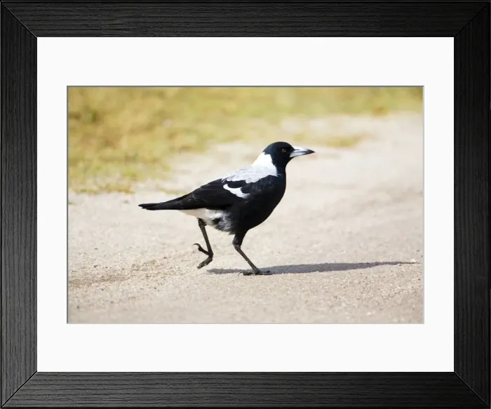 Framed Print : Australian Magpie A female of the white-backed race at Walkerville North Camping Ground, southern Victoria, Australia Framed Print : Australian Magpie A female of the white-backed race at Walkerville North Camping Ground, southern Victoria, Australia