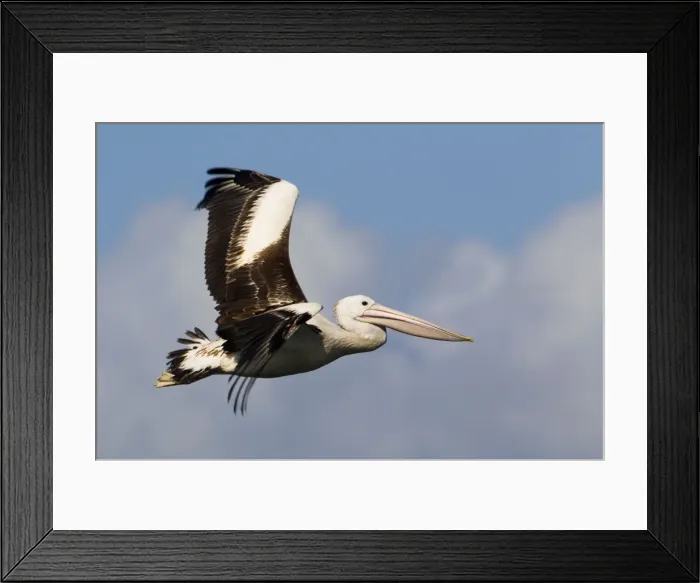 Framed Print : Australian Pelican in flight In Werribee South coastal waters, Victoria, Australia Framed Print : Australian Pelican in flight In Werribee South coastal waters, Victoria, Australia