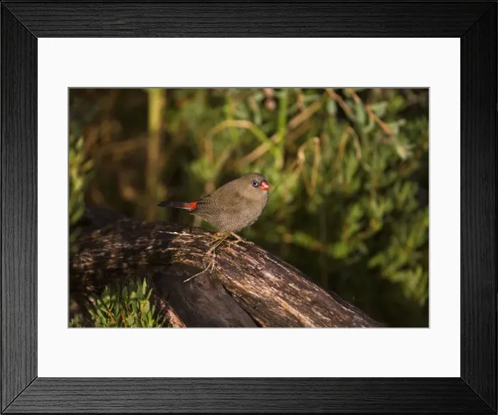 Framed Print : Beautiful Firetail At Bear Gully Camp Ground beside the ocean at Walkerville, southern Victoria, Australia Framed Print : Beautiful Firetail At Bear Gully Camp Ground beside the ocean at Walkerville, southern Victoria, Australia