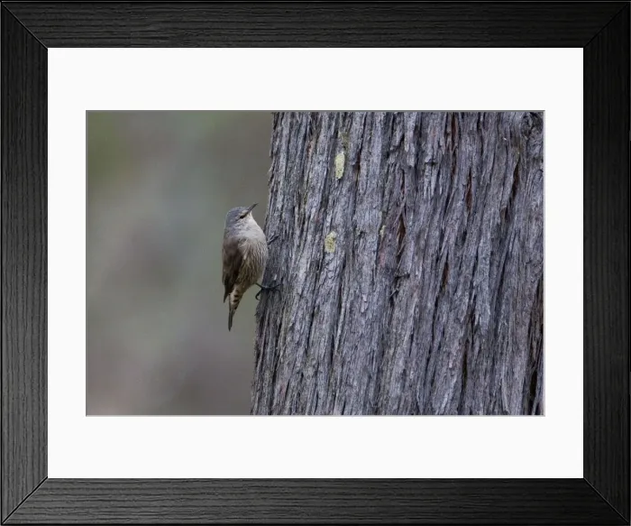 Framed Print : Brown Treecreeper In woodland near Lexton, Victoria, Australia Framed Print : Brown Treecreeper In woodland near Lexton, Victoria, Australia