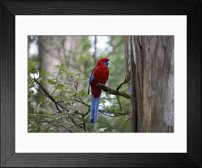Framed Print : Crimson Rosella In the Dandenong Ranges, Victoria, Australia Framed Print : Crimson Rosella In the Dandenong Ranges, Victoria, Australia