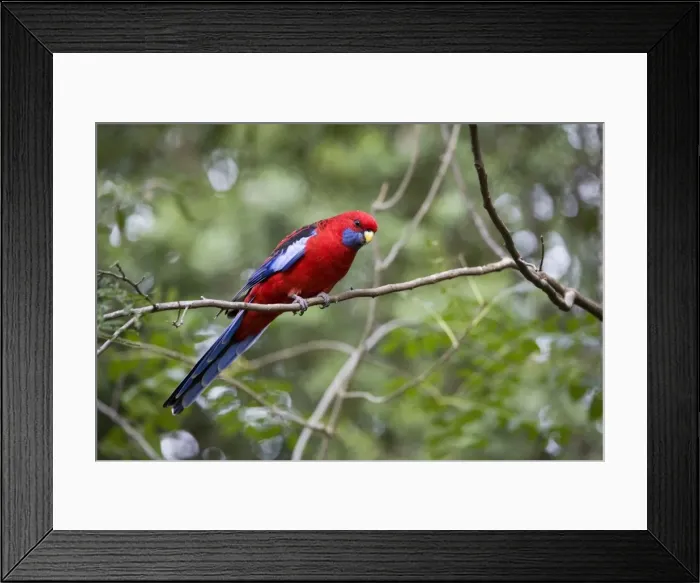 Framed Print : Crimson Rosella In the Dandenong Ranges, Victoria, Australia Framed Print : Crimson Rosella In the Dandenong Ranges, Victoria, Australia