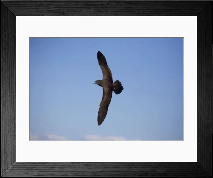 Framed Print : Flesh-footed Shearwater At sea off Eden, New South Wales, Victoria, Australia Framed Print : Flesh-footed Shearwater At sea off Eden, New South Wales, Victoria, Australia