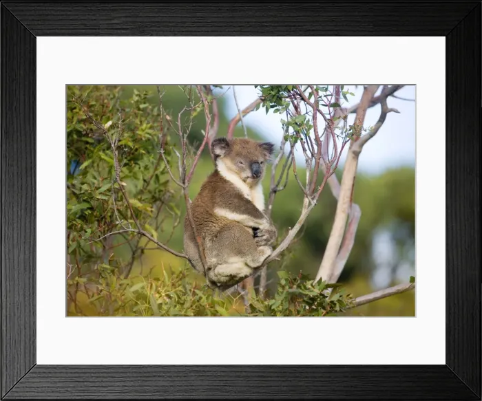 Framed Print : Koala A wild animal resting by day along Cape Liptrap coastal walking track, southern Victoria, Australia Framed Print : Koala A wild animal resting by day along Cape Liptrap coastal walking track, southern Victoria, Australia