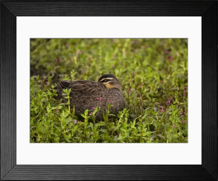Framed Print : Pacific Black Duck sleeping At a pond along the Great Ocean Road, Victoria, Australia Framed Print : Pacific Black Duck sleeping At a pond along the Great Ocean Road, Victoria, Australia