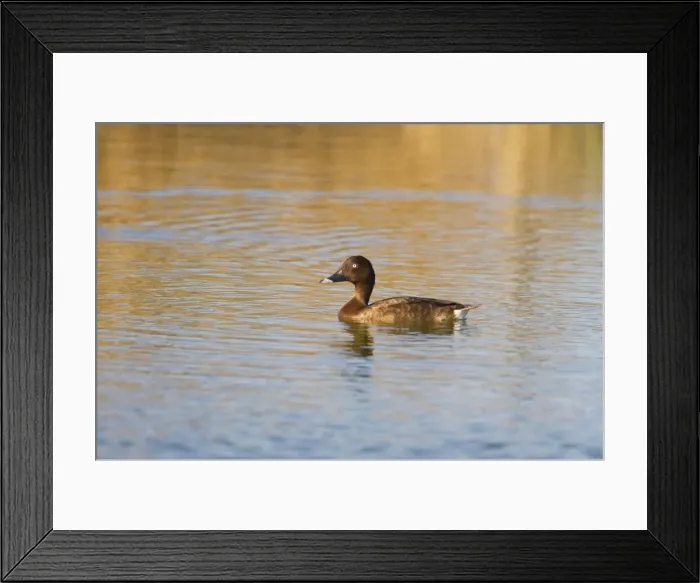 Framed Print : Hardhead Male at Mt Barnett Water Treatment Plant, Gibb River Road, Kimberley, Western Australia Framed Print : Hardhead Male at Mt Barnett Water Treatment Plant, Gibb River Road, Kimberley, Western Australia