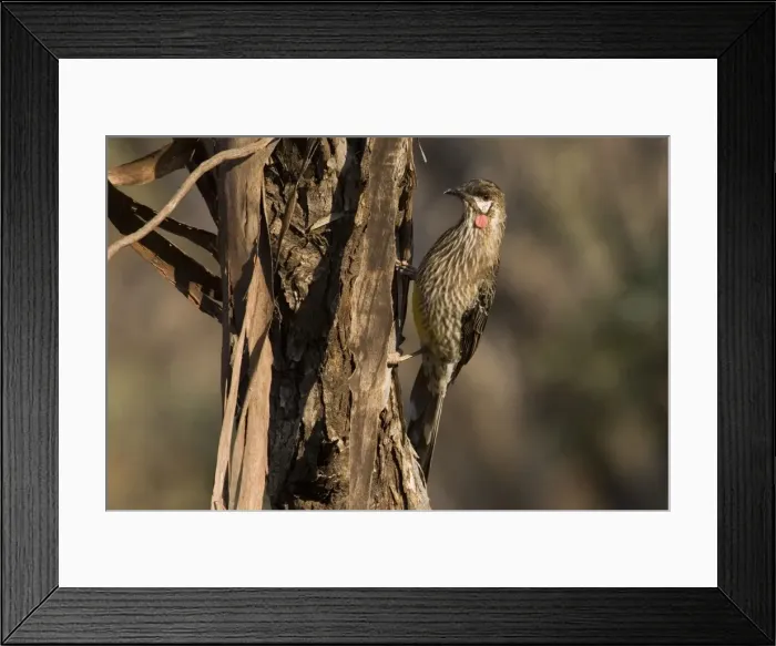 Framed Print : Red Wattlebird - On tree - In Hattah Kulkyne National Park, Victoria, Australia Framed Print : Red Wattlebird - On tree - In Hattah Kulkyne National Park, Victoria, Australia