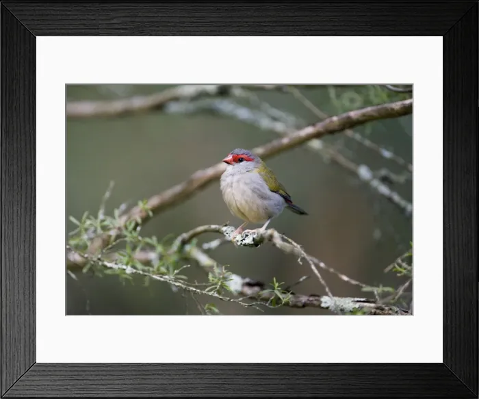 Framed Print : Red-browed Finch One of a flock of wild birds that were visiting a wetland birds feeding area at Healesville Sanctuary, Victoria, Australia Framed Print : Red-browed Finch One of a flock of wild birds that were visiting a wetland birds feeding area at Healesville Sanctuary, Victoria, Australia