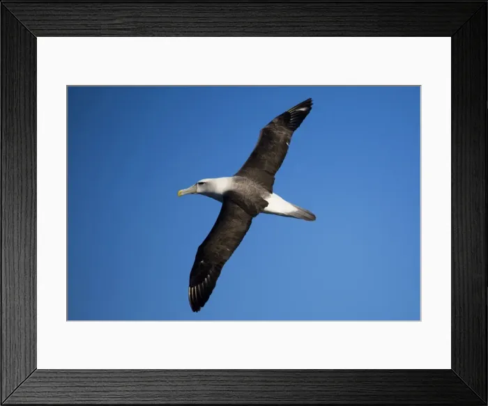 Framed Print : Shy Albatross in flight At sea off Eden, New South Wales, Australia Framed Print : Shy Albatross in flight At sea off Eden, New South Wales, Australia