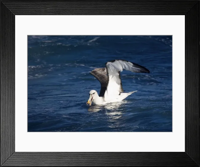 Framed Print : Shy Albatross with food - At sea off Eden, New South Wales, Australia Framed Print : Shy Albatross with food - At sea off Eden, New South Wales, Australia
