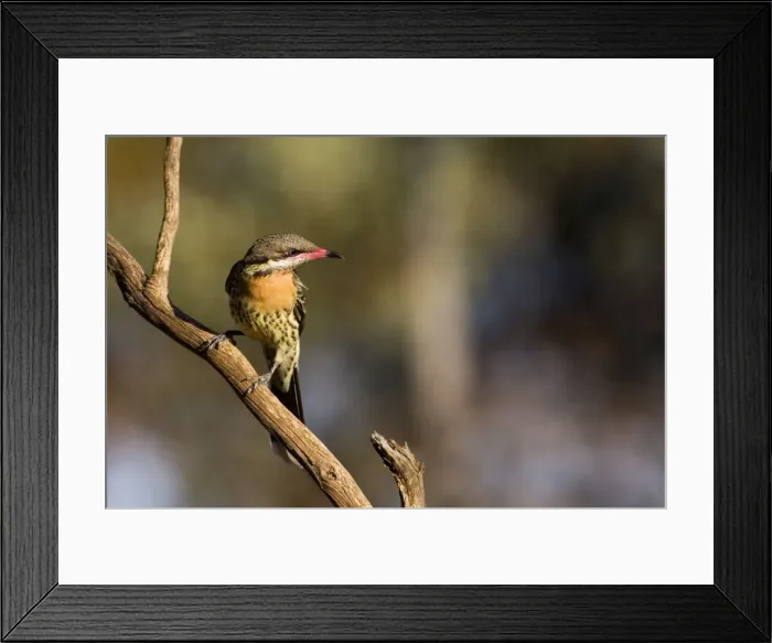 Framed Print : Spiny-cheeked Honeyeater - In Hattah Kulkyne National Park, Victoria, Australia Framed Print : Spiny-cheeked Honeyeater - In Hattah Kulkyne National Park, Victoria, Australia
