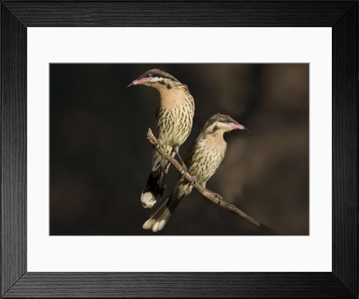 Framed Print : Spiny-cheeked Honeyeaters In Hattah Kulkyne National Park, Victoria, Australia Framed Print : Spiny-cheeked Honeyeaters In Hattah Kulkyne National Park, Victoria, Australia