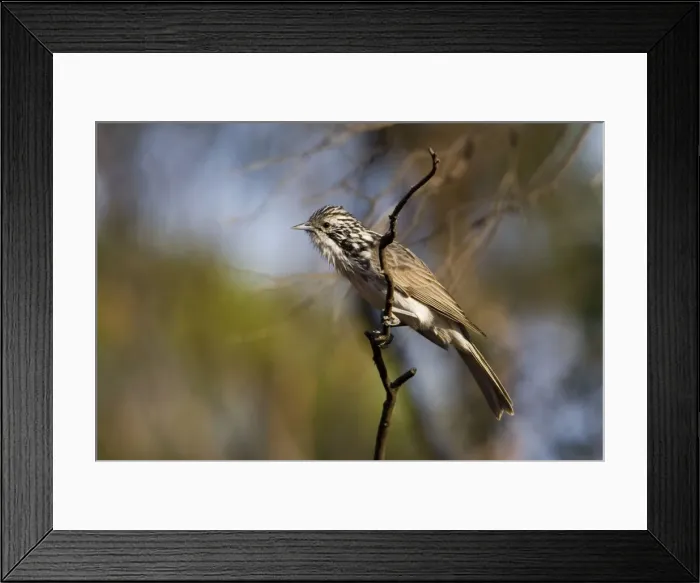 Framed Print : Striped Honeyeater In Hattah Kulkyne National Park, Victoria, Australia Framed Print : Striped Honeyeater In Hattah Kulkyne National Park, Victoria, Australia