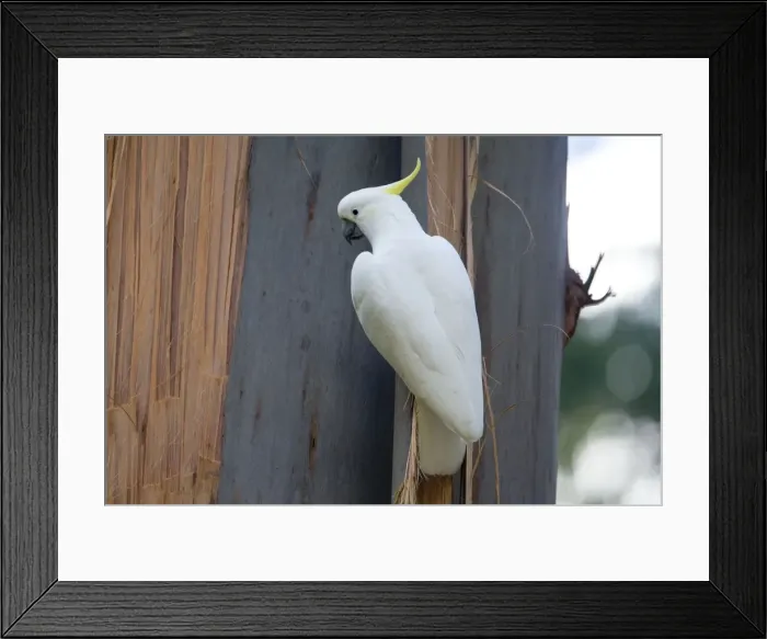 Framed Print : Sulphur-crested Cockatoo clinging onto bark At Grant's Picnic Area, Dandenong Ranges, Victoria, Australia. The tree is one of the eucalypts Framed Print : Sulphur-crested Cockatoo clinging onto bark At Grant's Picnic Area, Dandenong Ranges, Victoria, Australia. The tree is one of the eucalypts