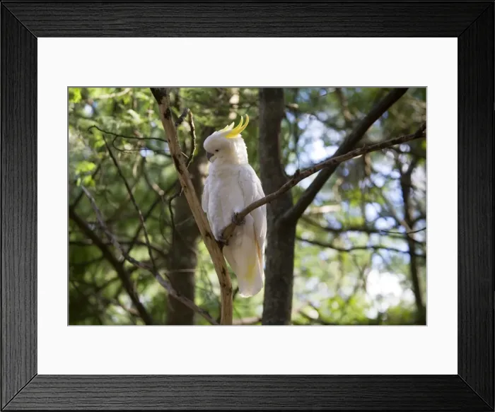 Framed Print : Sulphur-crested Cockatoo At Grant's Picnic Area, Dandenong Ranges, Victoria, Australia Framed Print : Sulphur-crested Cockatoo At Grant's Picnic Area, Dandenong Ranges, Victoria, Australia